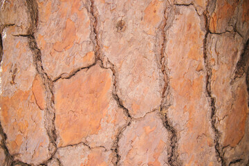 The texture of the tree bark. Tree in the park close-up. Relief texture and background.
