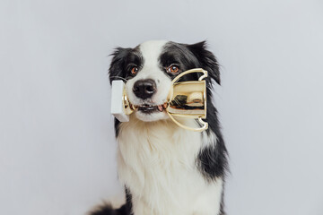 Cute puppy dog border collie holding gold champion trophy cup in mouth isolated on white...