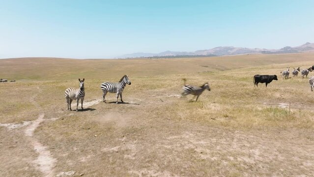 Plains Zebra Close Up, Africa Savannah, South Africa. African safari footage. Cute wild zebra horses scared by flying closely drone and running away promptly. Cinematic wilderness footage free animals