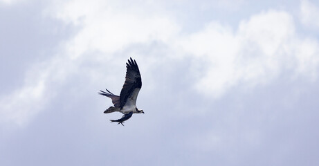 Horizontal of osprey flying with fish in claws after successful hunting at Mobile Bay in Alabama, United States 