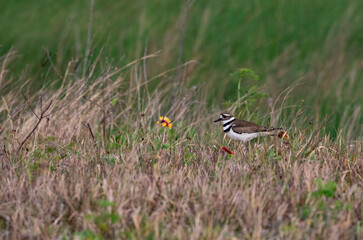 Killdeer stands in spring grasses at Sabine National Refuge in Louisiana, United States