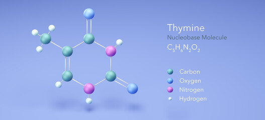 thymine, dna molecular. Molecular model, 3d rendering, Structural Chemical Formula and Atoms with Color Coding