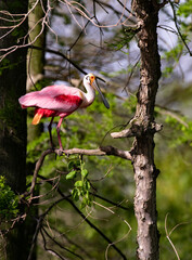 Roseate Spoonbill gracefully stands on a tree branch on Jefferson Island in Louisiana, United States