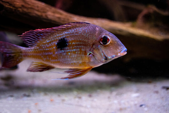 Stripe tail aka Geophagus Winemilleri Cichlid, vibrant fish from amazon river swimming under water