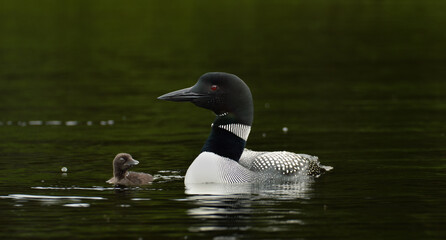 Common loon
