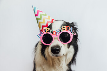 Happy Birthday party concept. Funny cute puppy dog border collie wearing birthday silly hat and...