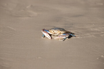 crab on the beach