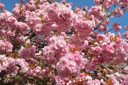 pink cherry blossom