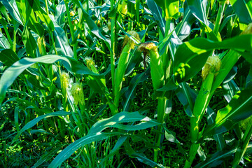 Fototapeta na wymiar Kukurydza, rosnąca kukurydza, kukurydza na polu, kolby kukurydzy