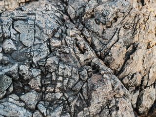 Dry tree trunk in nature