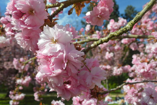 桜さく