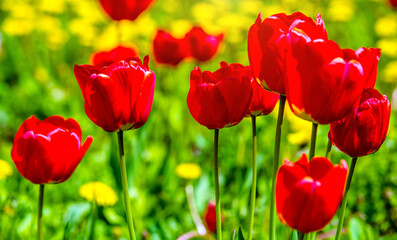 red tulips bloom on a green natural background
