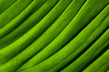 Abstract green striped nature background, green textured leaf of plant, natural eco background
