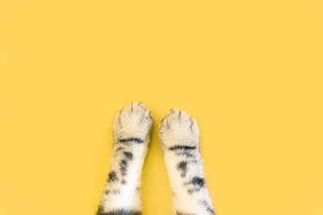 Cat paws on a yellow background