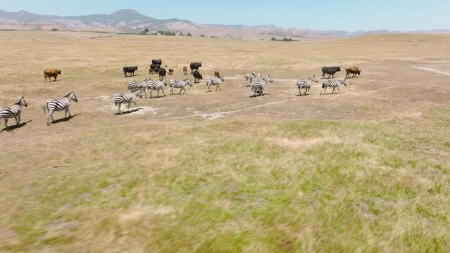 Cute wild zebra horses scared by flying closely drone and running away promptly. Cinematic wilderness footage free animals. Plains Zebra Close Up California Savannah. African safari park drone footage