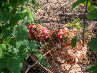 Chickens on the farm