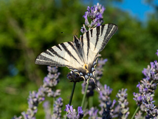 Butterfly on lavender in summertime