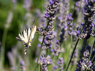 Butterfly on lavender in summertime