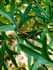 green grasshopper in the grass