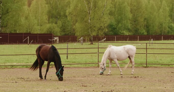 Horse running sport, horses eating grass. Beautiful white mare in field pasture. Brown stallion, dressage. Feeding domestic animals outdoor. Nature, summer landscape. 