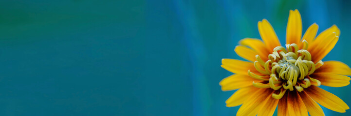 Fototapeta premium Banner. Spikelet. One large flowers cereals plant on a Sunny bright day. Macro horizontal photography minimalism lifestyle mail