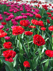 Fototapeta premium Red and purple tulips bloom in the field