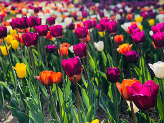 Multicolored tulips bloom in a field in sunlight