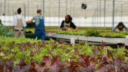 Closeup of organic crop an bio vegetables being cultivated in greenhouse with diverse farm pickers...