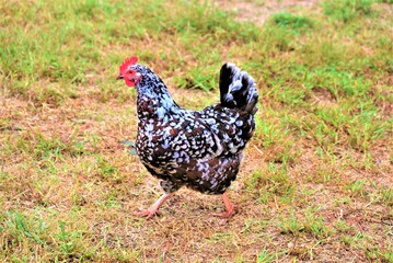 Farm life chickens 