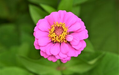 Obraz premium Oklahoma Fall flowers, pinks and purles. 