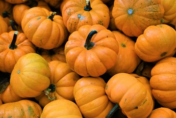 Pumpkins at harvest
