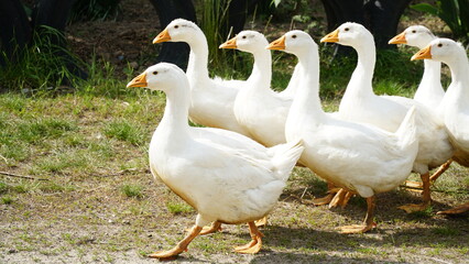 Domestic geese graze. Pets. Goose feathers. Geese on the street. A flock of white geese look in one direction.
