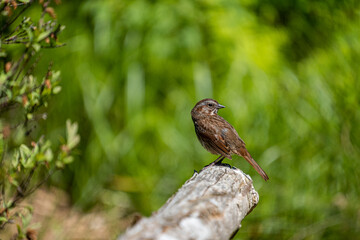 close up of a sparrow resting on top of the rock in front of green bushes in the park