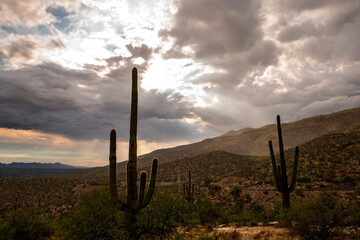 Monsoon on Mt Lemmon, Tucson Arizona