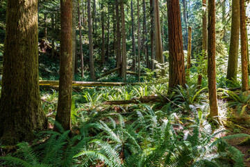 Merrymere Falls Trail in Olympic National Park