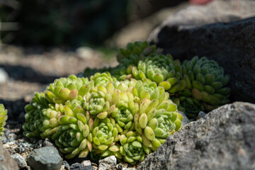 close up of dense green houseleek grown on the rocky surface under the sun