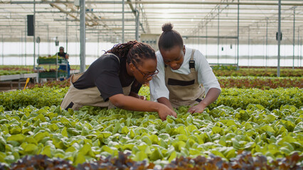 Two african american women inspecting lettuce ready for harvesting looking at leaves doing quality...