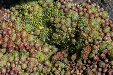 top view background of densely grown green and red house-leeks in the garden on a sunny day