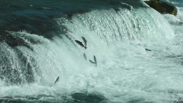 salmon fish jumping upstream, Brooks Falls, 2022
North America Wildlife and Nature, Brooks Falls - Katmai National Park, Alaska, 2022
