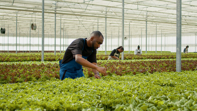 African American Man Working In Greenhouse Inspecting Green Lettuce Crop For Damage Or Pests. Diverse Organic Farm Workers Doing Quality Control In Hydroponic Enviroment For Bio Vegetables.