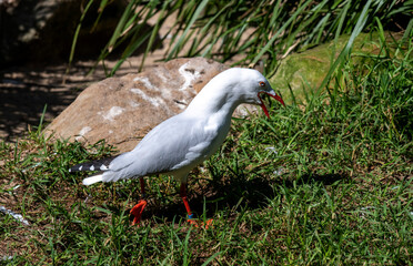 Pacific Gull (Larus dominicanus)