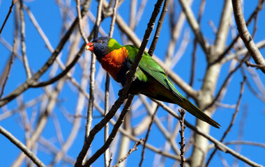 Rainbow Lorikeet (Trichoglossus moluccanus)