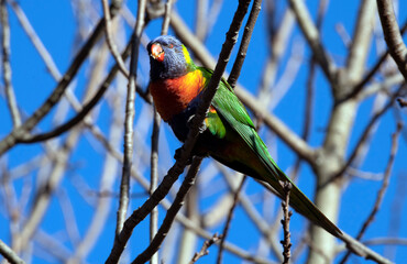 Rainbow Lorikeet (Trichoglossus moluccanus)
