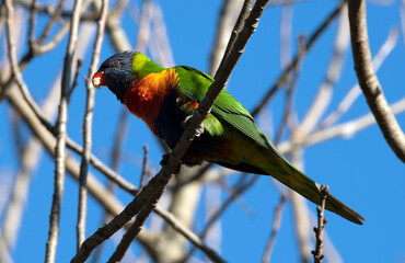 Rainbow Lorikeet (Trichoglossus moluccanus)