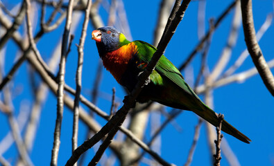 Rainbow Lorikeet (Trichoglossus moluccanus)