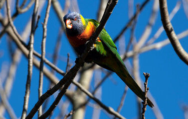 Obraz premium Rainbow Lorikeet (Trichoglossus moluccanus)