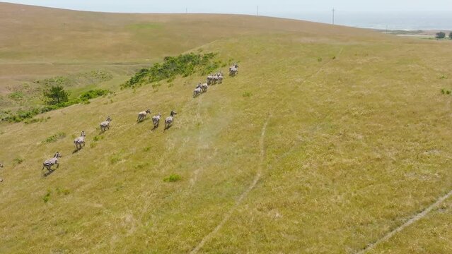 Wild animals running together in wilderness nature with scenic landscape panorama. Wild nature Northern America. Aerial slow motion of running zebras herd in open space rancho or California state park
