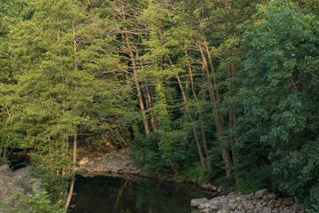 River in the woods. Cantabria. Nature Park of Saja Besaya