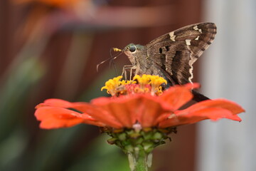 butterfly on flower