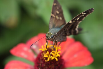 Blue butterfly on flower